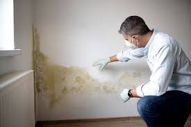 Why You Should Choose Our Mold Remediation Services in Woodridge, IL